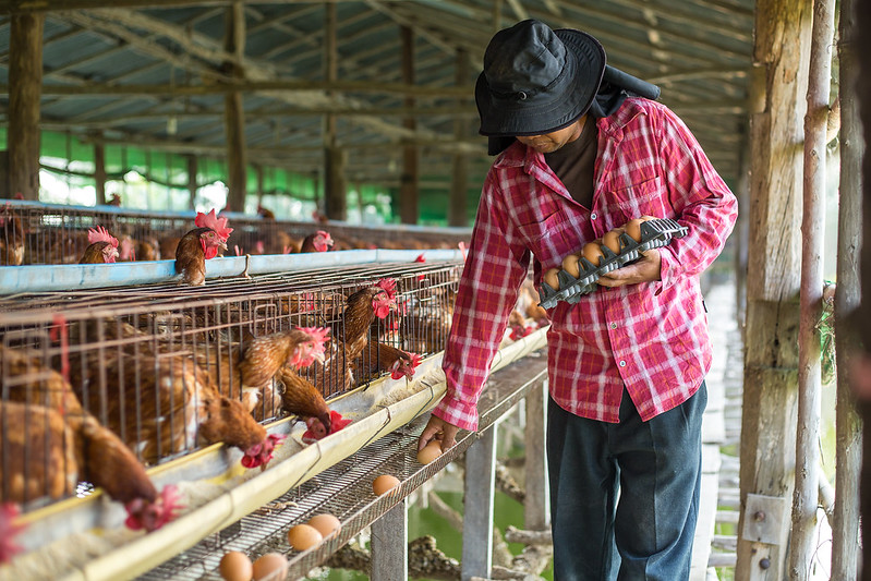 Chicken Farmer