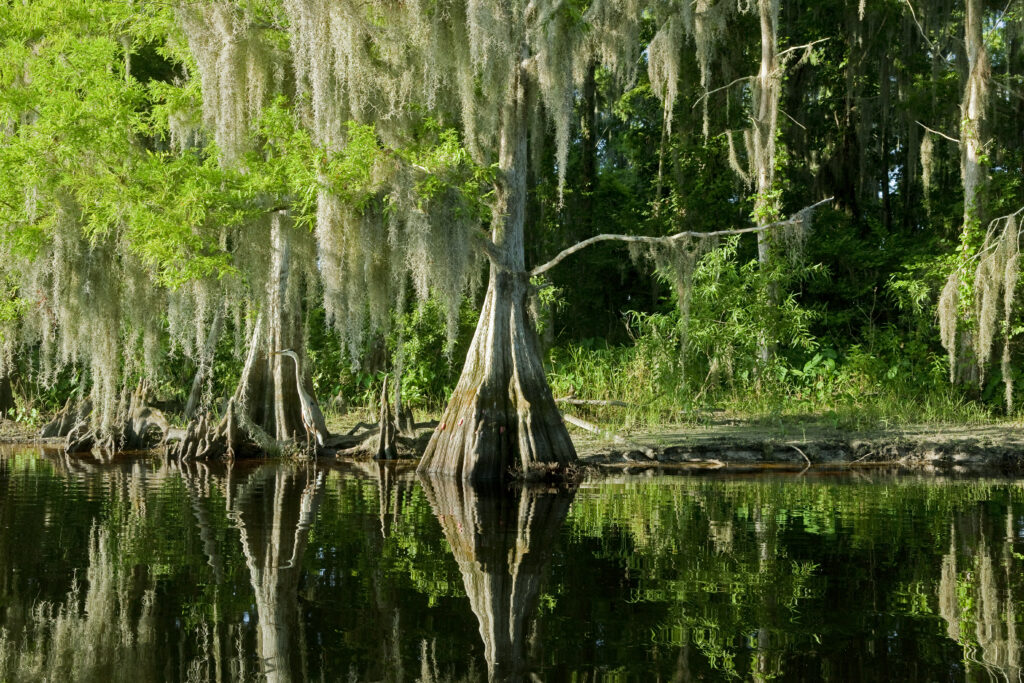 Everglades