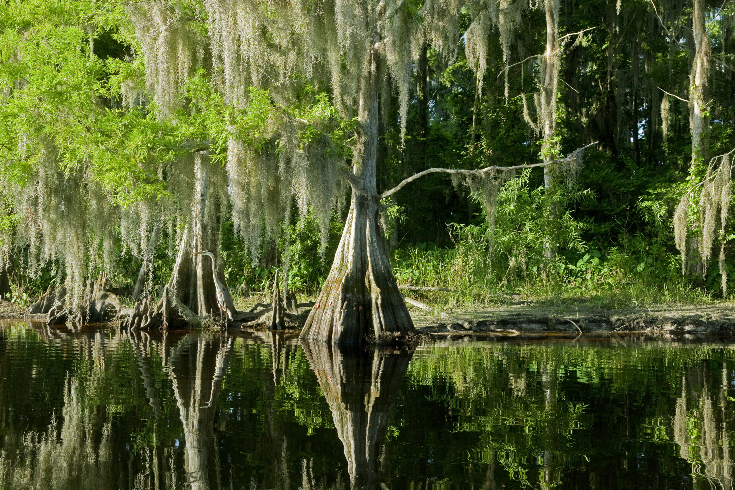 Everglades