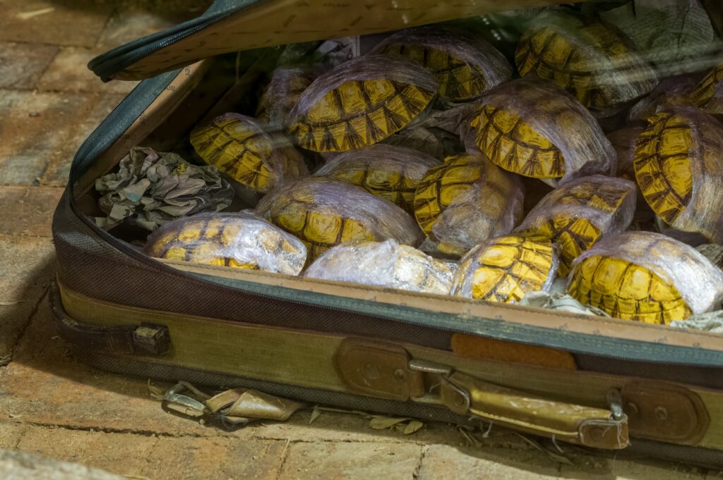 Wildlife Trafficking