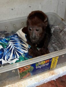 Rescued Sick Howler Monkey (photo credit: Peruvian National Police)
